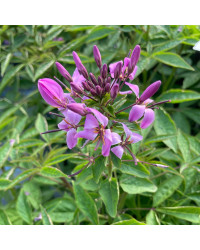 Cleome Clio Magenta