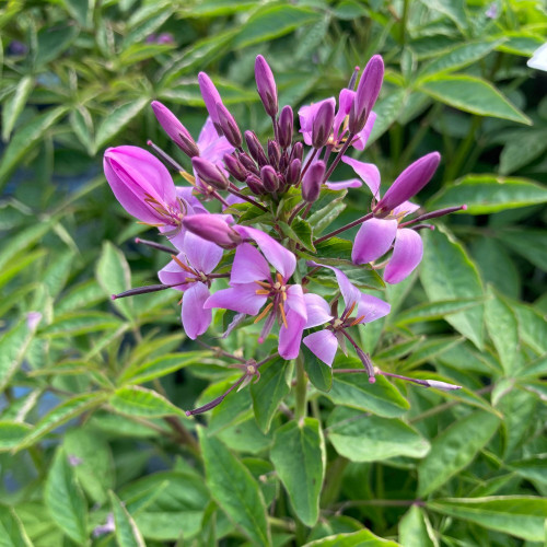 Cleome Clio Magenta