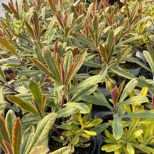 Euphorbe Amygdaloides Ascot Rainbow