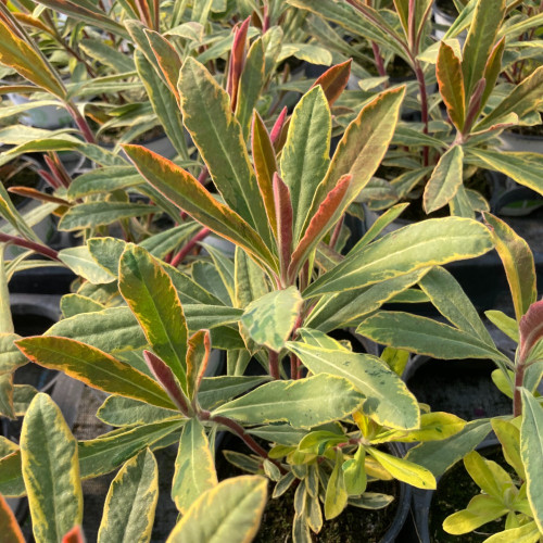 Euphorbe Amygdaloides Ascot Rainbow