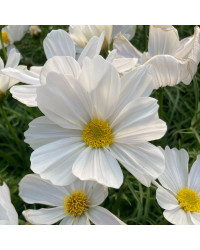 Cosmos Cantale White