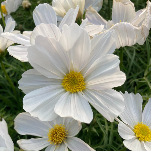 Cosmos Cantale White