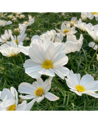Cosmos Cantale White