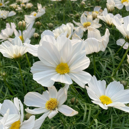 Cosmos Cantale White