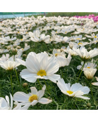 Cosmos Cantale White