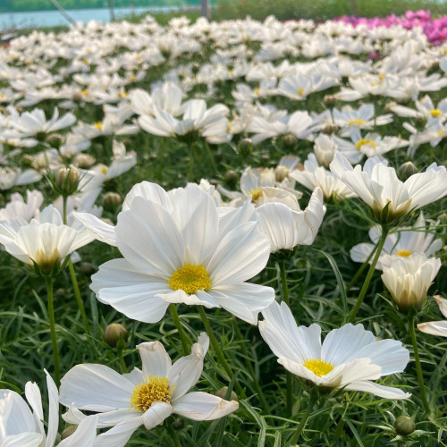 Cosmos Cantale White