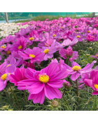 Cosmos Bipinnatus Casanova Violet
