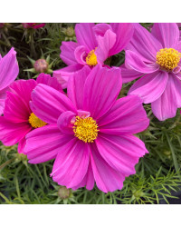Cosmos Bipinnatus Casanova Violet