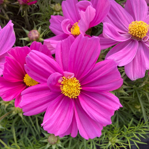 Cosmos Bipinnatus Casanova Violet