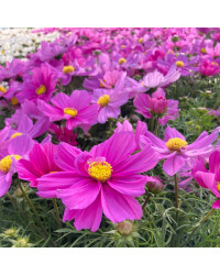 Cosmos Bipinnatus Casanova Violet