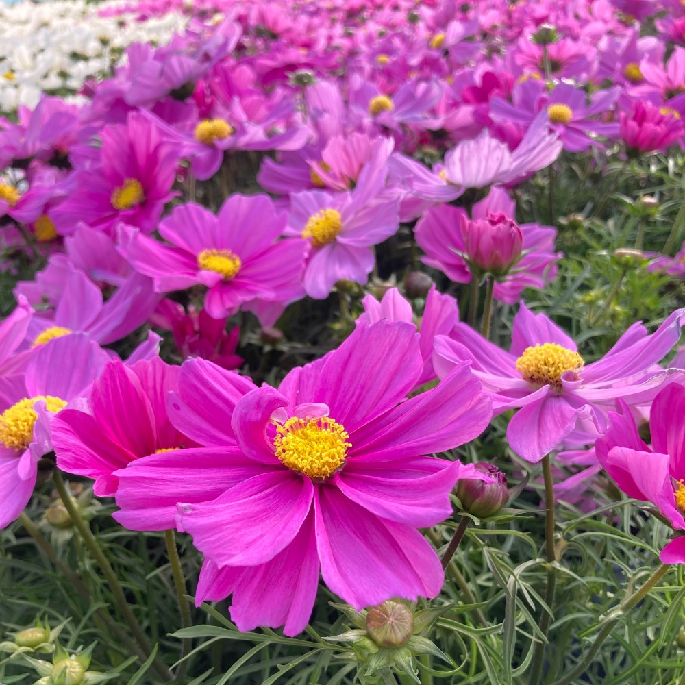 Cosmos Bipinnatus Casanova Violet