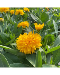 Coreopsis Solanna Golden Sphere