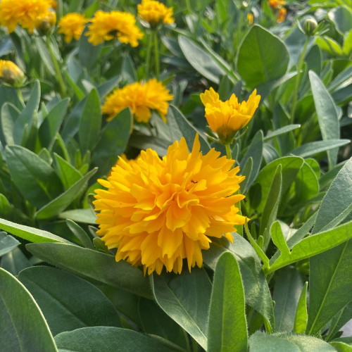 Coreopsis Solanna Golden Sphere