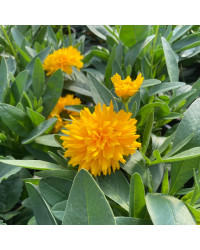 Coreopsis Solanna Golden Sphere