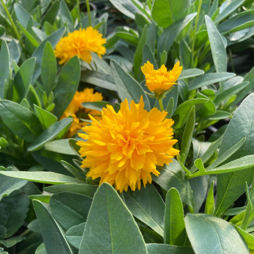 Coreopsis Solanna Golden Sphere