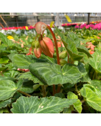 Begonia Pendula rose