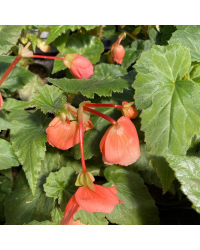 Begonia Pendula rose