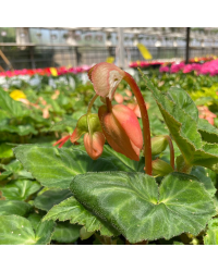 Begonia Pendula rose