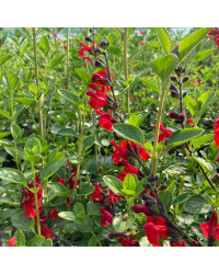 Sauge Jamensis Royal Bumble
