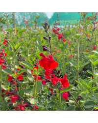 Sauge Jamensis Royal Bumble