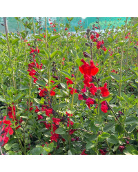 Sauge Jamensis Royal Bumble