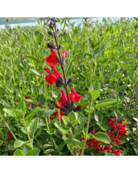 Sauge Greggii Mirage Cherry Red