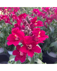 Muflier De Bouture Antirinca Rose