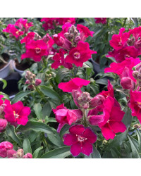 Muflier De Bouture Antirinca Rose
