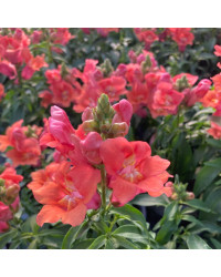 Muflier De Bouture Antirinca Bronzapricot