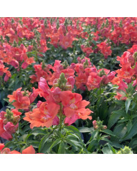 Muflier De Bouture Antirinca Bronzapricot