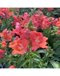 Muflier De Bouture Antirinca Bronzapricot