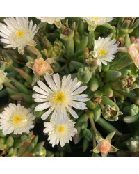 Ficoide Delosperma Lido White
