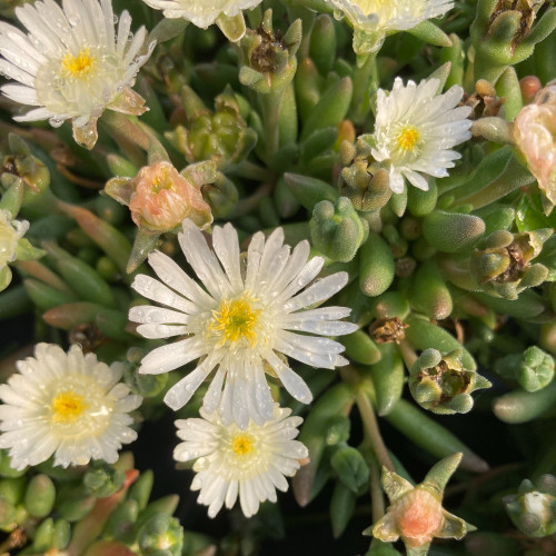 Ficoide Delosperma Lido White