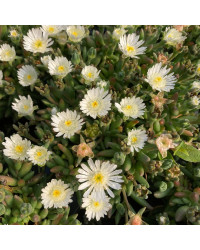 Ficoide Delosperma Lido White