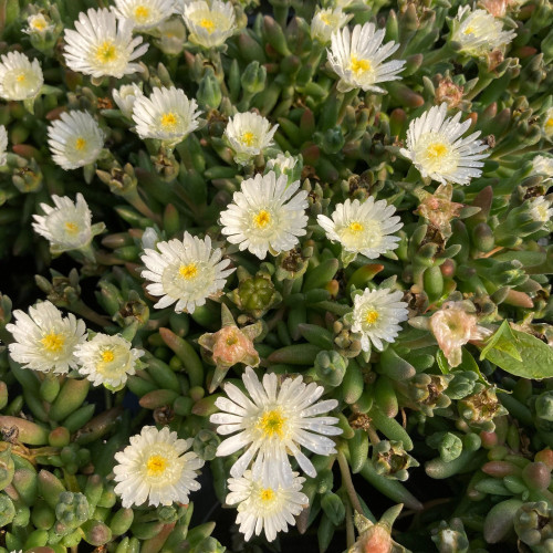 Ficoide Delosperma Lido White