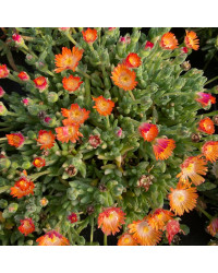 Ficoide Delosperma Lido Orange With Eye
