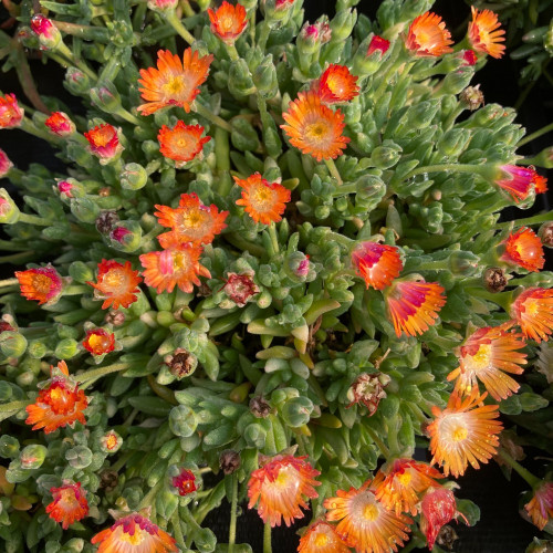 Ficoide Delosperma Lido Orange With Eye