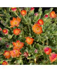 Ficoide Delosperma Lido Orange With Eye