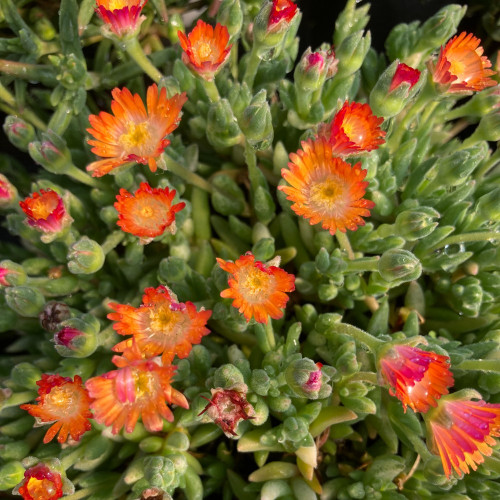 Ficoide Delosperma Lido Orange With Eye