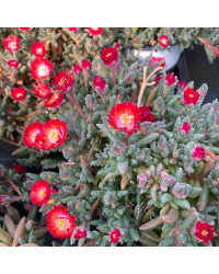 Ficoide Delosperma Lido Magenta
