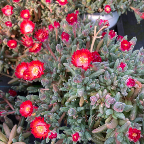 Ficoide Delosperma Lido Magenta