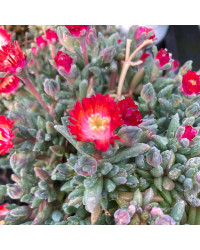 Ficoide Delosperma Lido Magenta