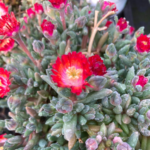 Ficoide Delosperma Lido Magenta