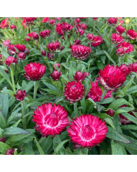 Bracteantha (Immortelle) Dreamtime Jumbo Red