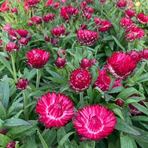 Bracteantha (Immortelle) Dreamtime Jumbo Red