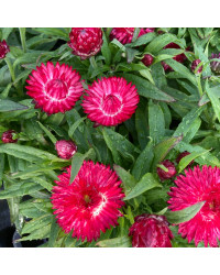 Bracteantha (Immortelle) Dreamtime Jumbo Red