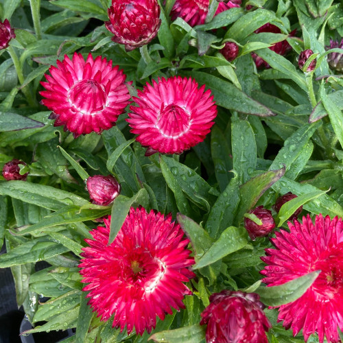 Bracteantha (Immortelle) Dreamtime Jumbo Red