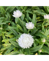 Bracteantha Dreamtime Jumbo Blanche
