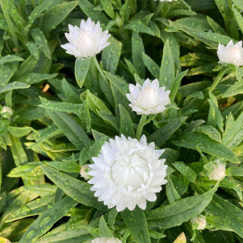 Bracteantha Dreamtime Jumbo Blanche