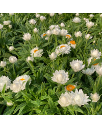 Bracteantha Dreamtime Jumbo Blanche